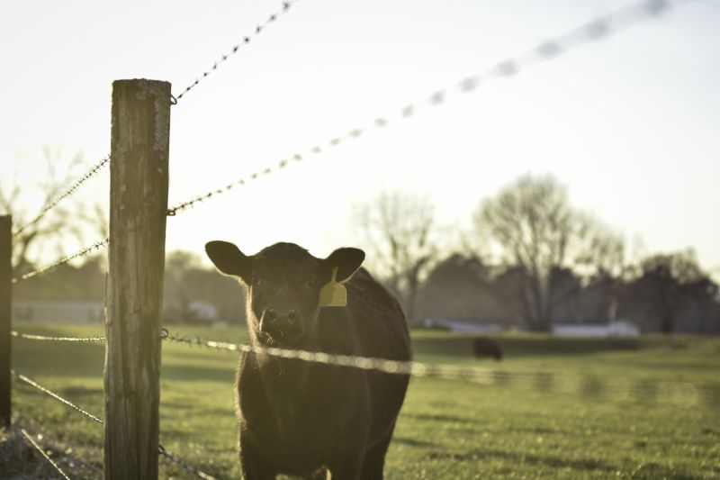 Cattle Fence Repair detail